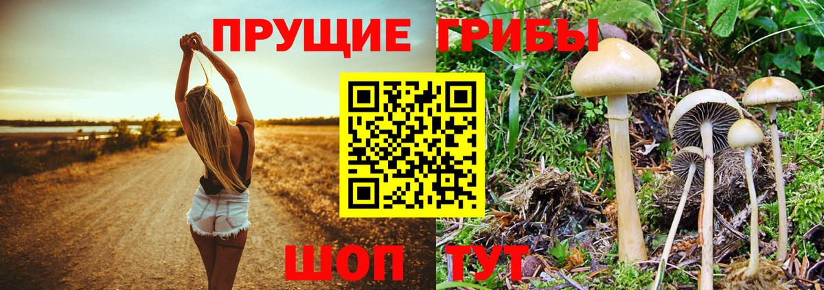 Галлюциногенные грибы мицелий  Галлюциногенные грибы Psilocybine cubensis  Вход с VPN  Вольск 
